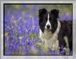 Pies, Kwiaty, Łąka, Border, Collie, Dzwonki